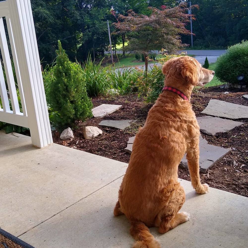 Meet your Posher, Dee dee